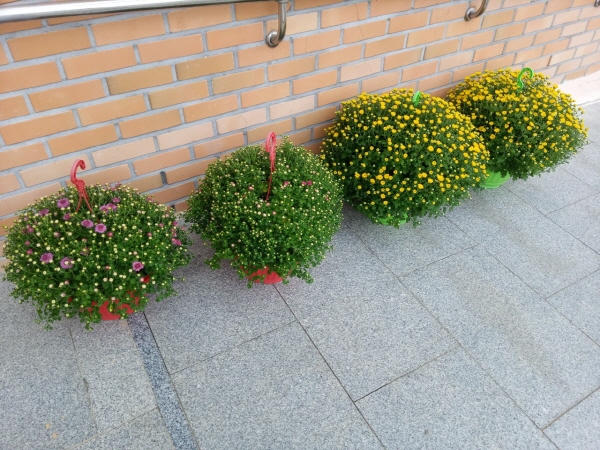 dacd9ba0a631319f044942544c0d088e_1762182816_2861.jpg dacd9ba0a631319f044942544c0d088e_1762182816_2861.jpg